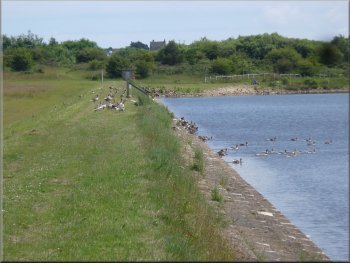 Families of greylag geese on the dam